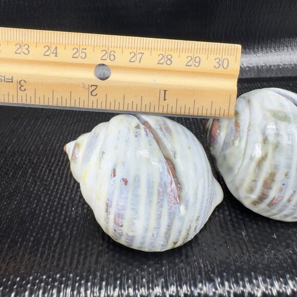Hand Made Card Holder Stoneware Shell Conch Set 2 Decorative Hand Crafted Figure - Picture 3 of 12
